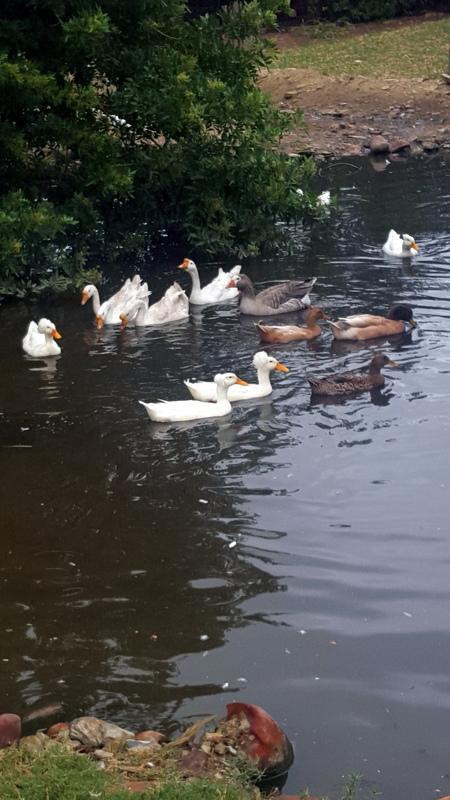 Breede River Holiday Farm Malgas Экстерьер фото